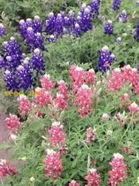 Bluebonnet Seeds For Planting: Grow Beautiful Flowers Flower