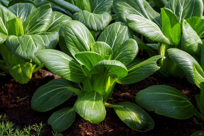 Dwarf Pak Choi Vegetable Seeds - Perfect for Planting