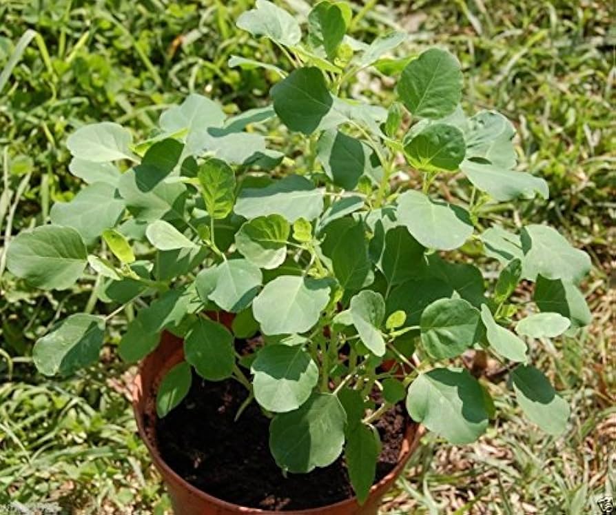 Bolivian Coriander herb plants in herb garden