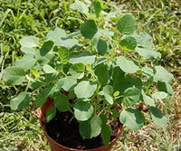 Bolivian Coriander herb plants in herb garden