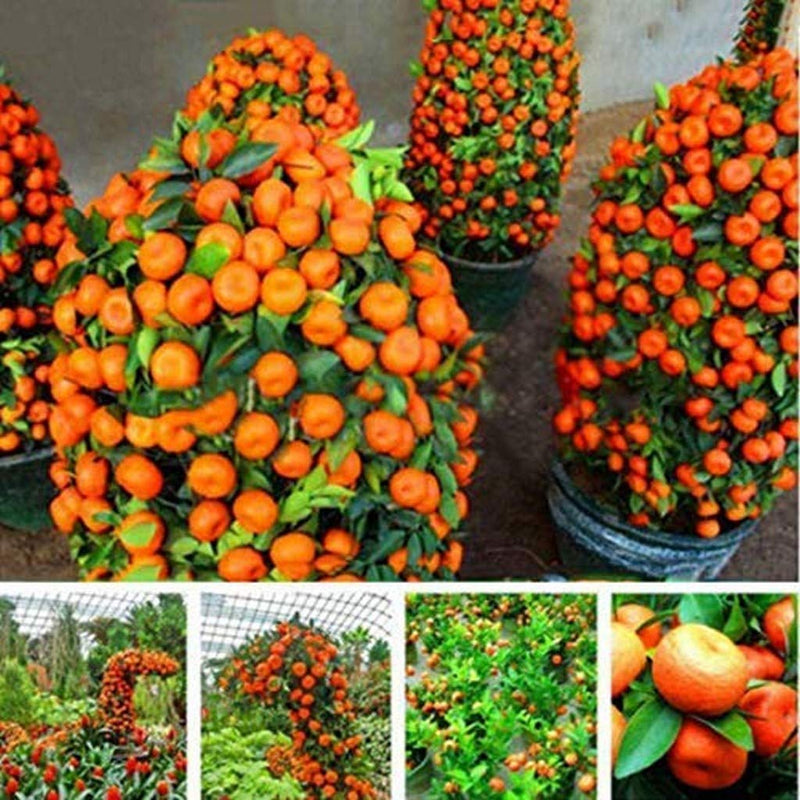Bonsai fruit tree seeds kiwi cherry apple orange mix for unique bonsai gardens