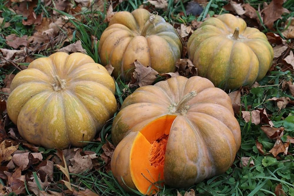 Miniature bonsai pumpkin plants grown from seeds