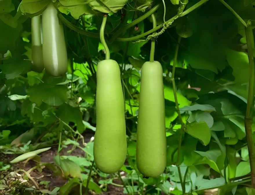 Green Bottle Gourd Vegetable Seeds for Easy Planting