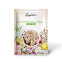 Pink and white Bougainvillea seeds germinating seedlings