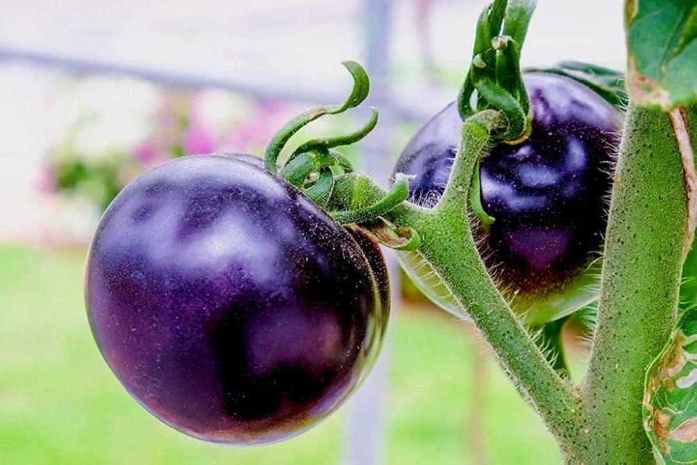 Brandywine Purple tomato seeds for planting