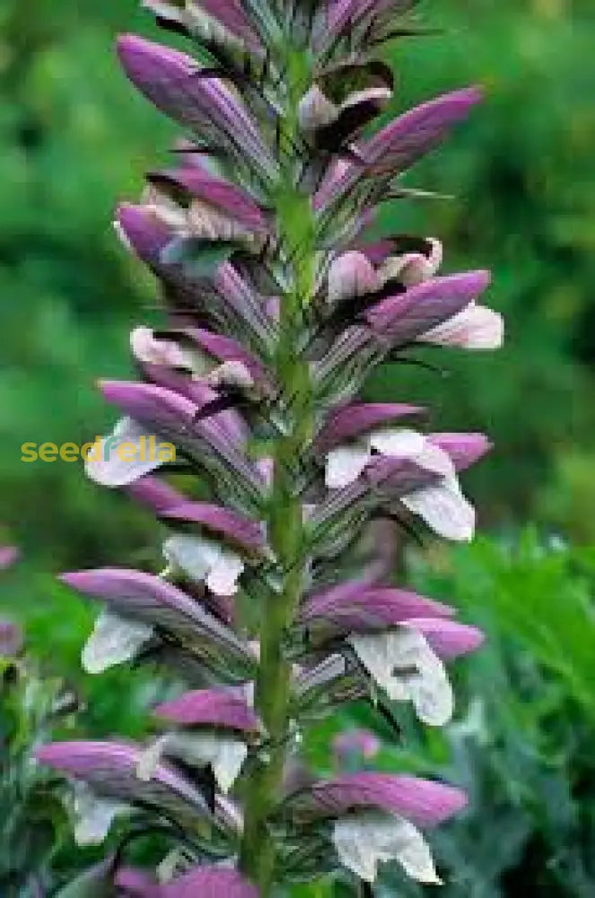 Breeches Flower Planting Seeds