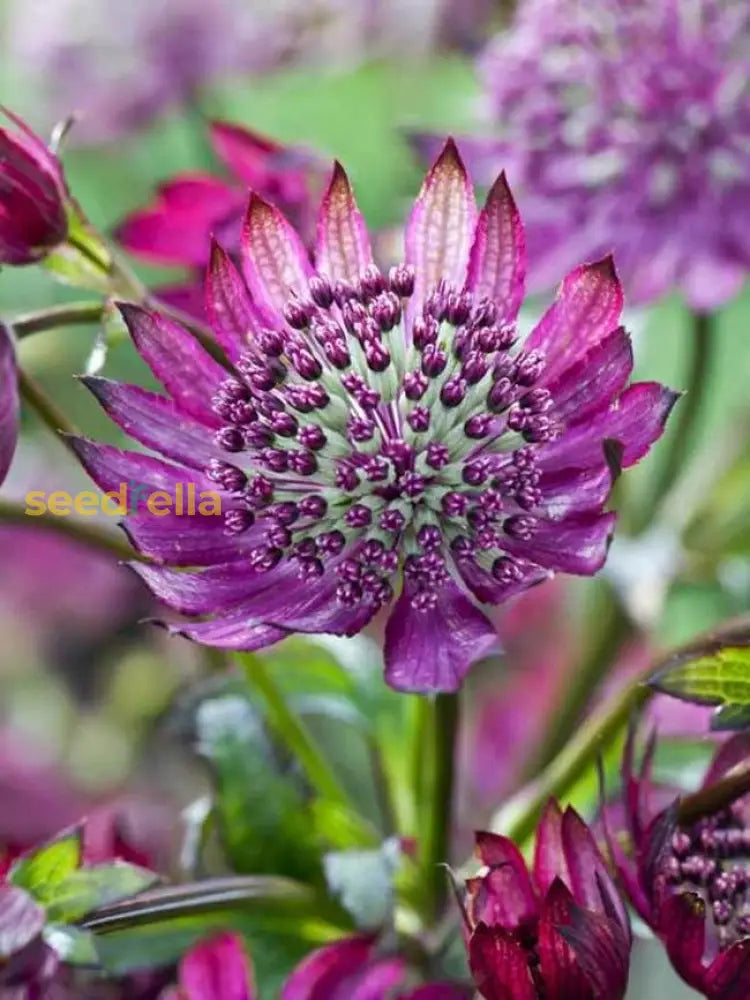 Purple Astrantia seeds for low-maintenance garden planting