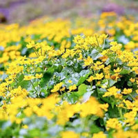 Bright Yellow Caltha Palustris Seeds For Planting  Vibrant Perennial Flowers Garden Wetlands Flower