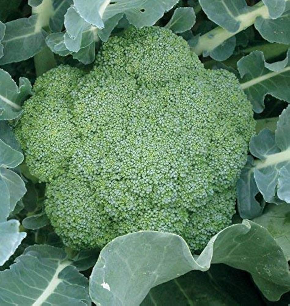 Brassica oleracea broccoli seeds for planting