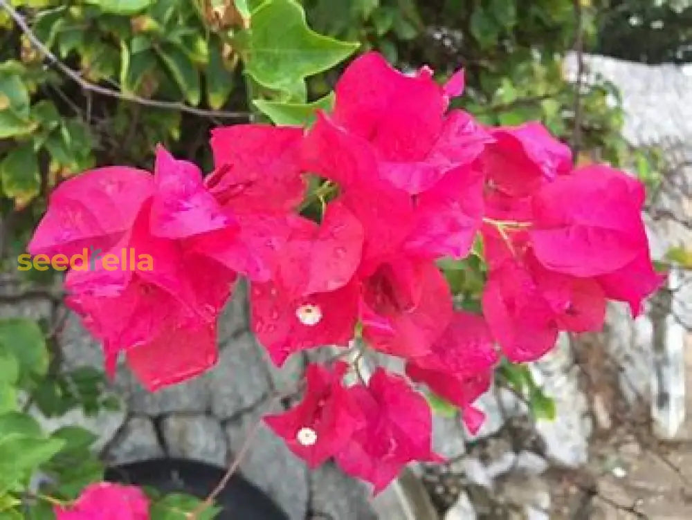 Brown Bougainvillea Flower Seeds For Planting