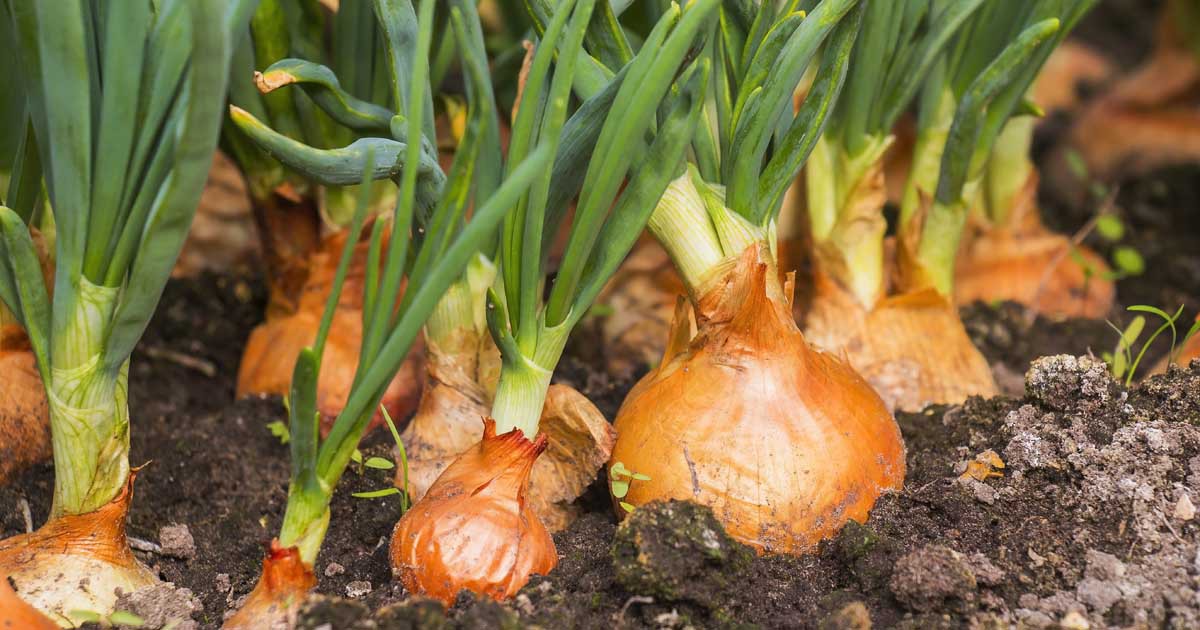 Closeup of high-quality Allium cepa Brown Onion seeds