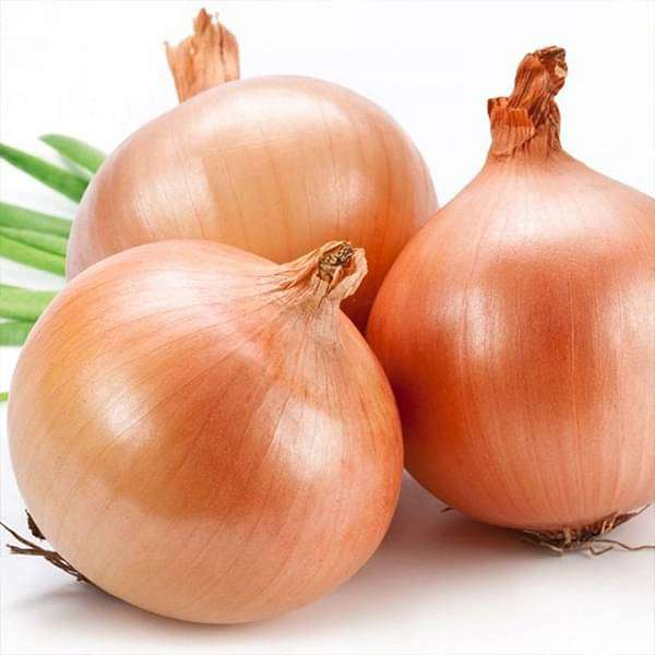 Brown Onion plants growing in home garden vegetable patch