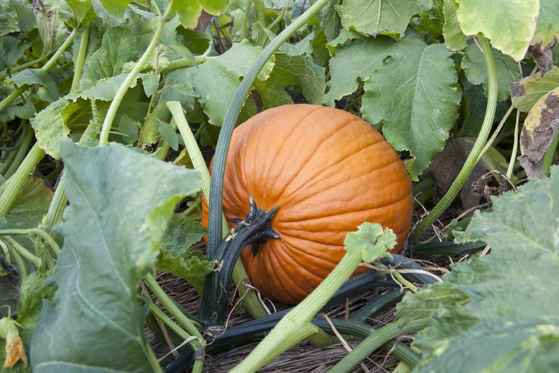 Brown Pumpkin seedlings growing in soil