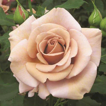 Brown Rose Flower Seeds