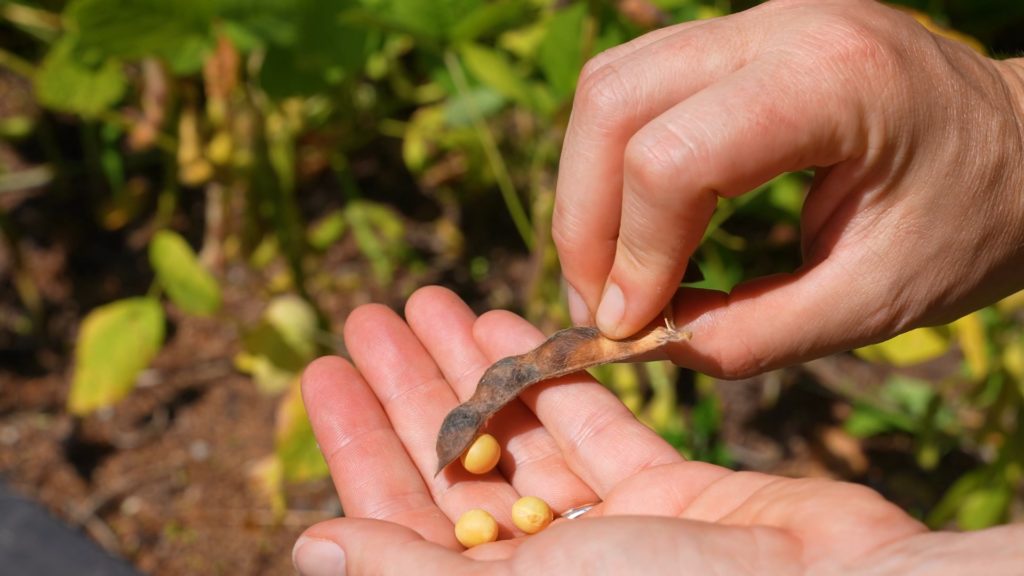 Brown Sweet Soybean seeds for home garden planting, non-GMO