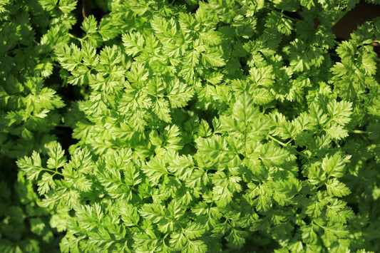 Brussels Winter Chervil seeds Anthriscus cerefolium producing gourmet leafy greens