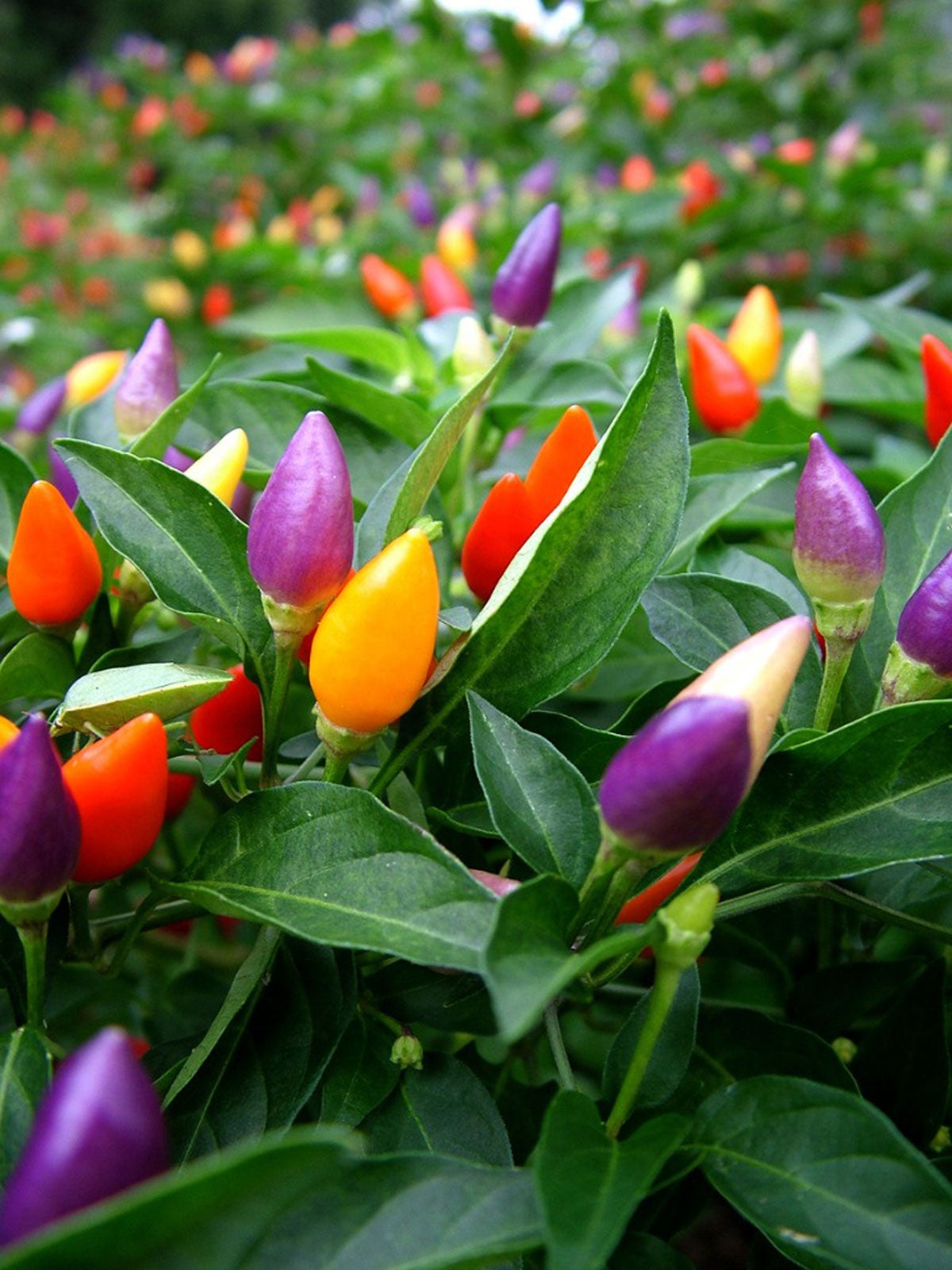 Mixed Hilli Vegetable Planting Seeds for Your Garden