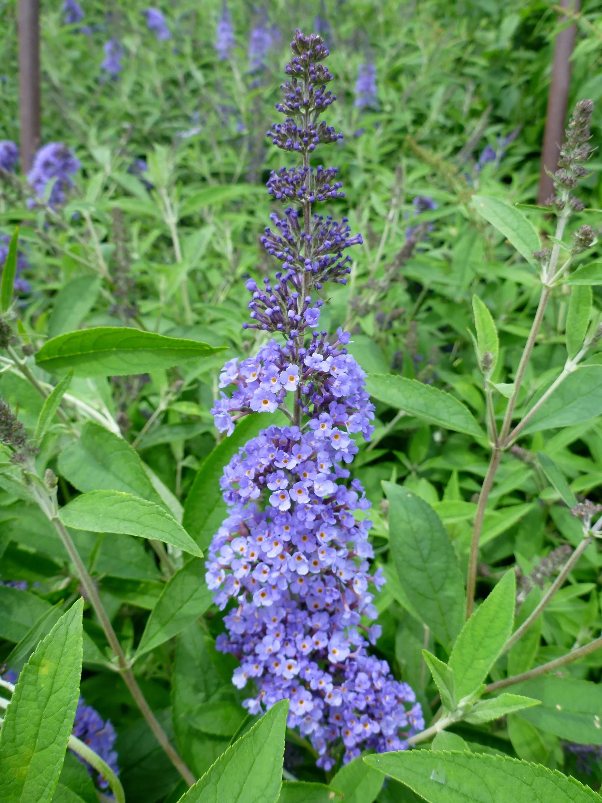 Easy to grow Blue Buddleja seeds for containers and gardens
