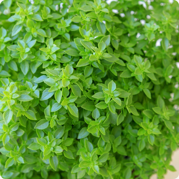 Bush Basil seeds Ocimum basilicum growing into compact rounded plants