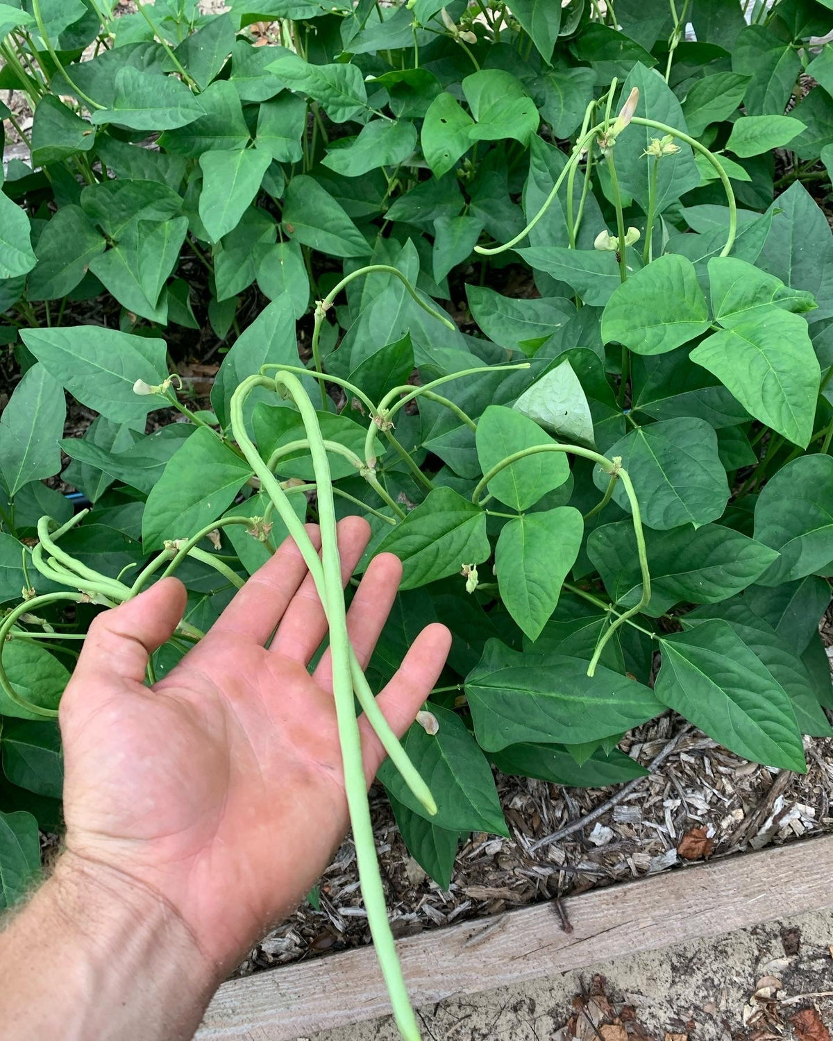 Long Bean Vegetable Seeds: Essential Guide for Successful Planting