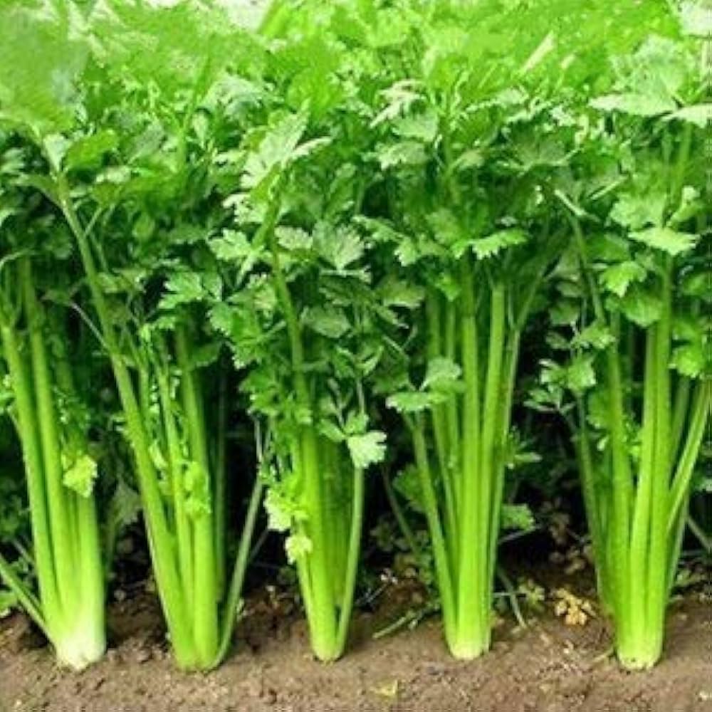 Bushy Coriander herb plant for kitchen garden