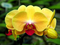 Butterfly Orchid Seeds for Planting