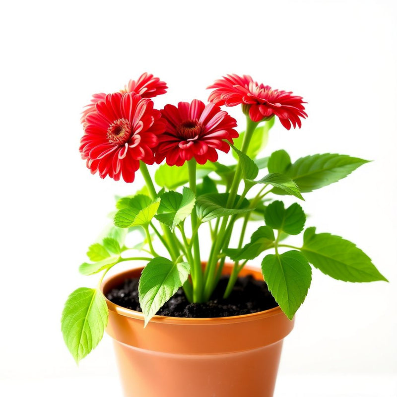 Zinnia Salmon Queen Flower seeds for Planting Cut Flower Favorite Heirloom & GMO Free Seeds for Home Garden