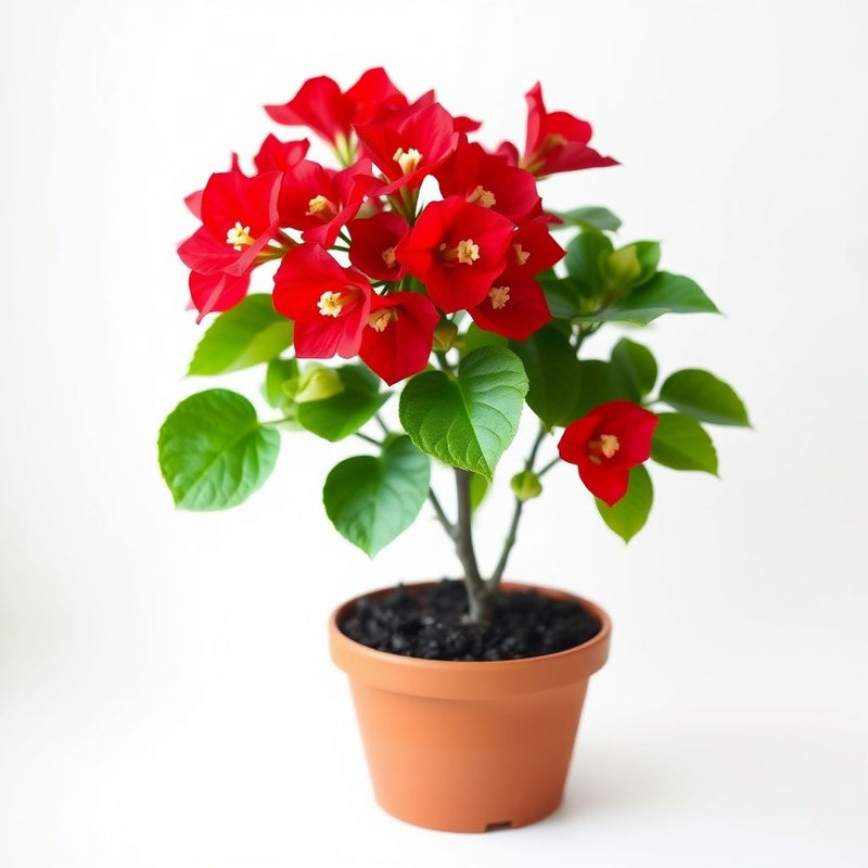 Red Bougainvillea Flower Seeds for Planting