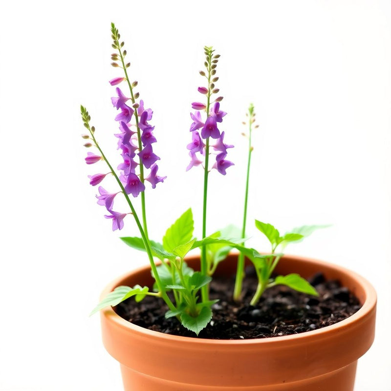 Rocket Larkspur Flower Seeds for Beautiful Garden Blooms