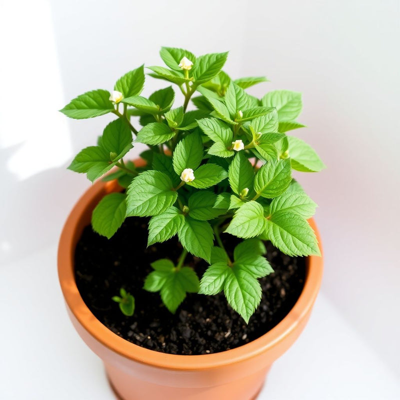 Agrostemma Rose Seeds for Elegant, Hardy Garden Flowers