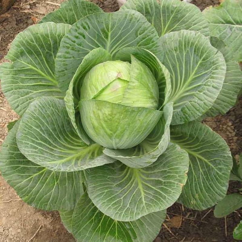 Green Brassica Vegetable Seeds for Planting
