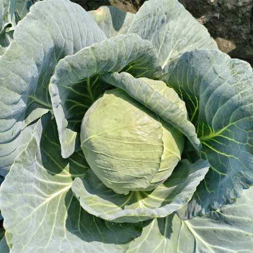 Golden Acre Cabbage Seeds for Planting - High Yield Variety