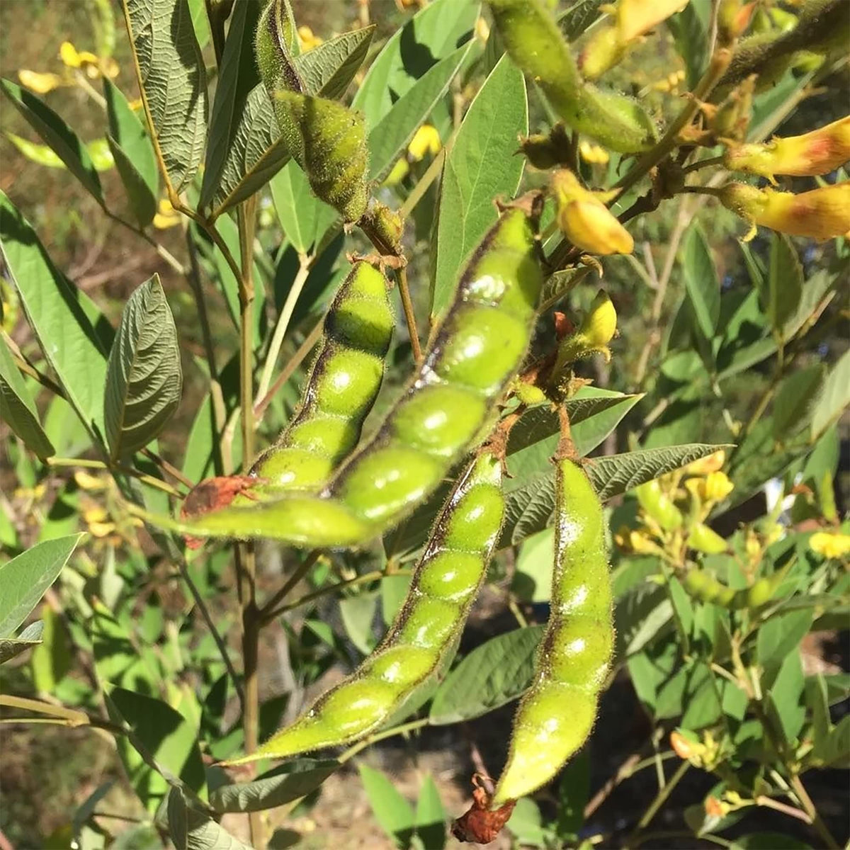 Cajanus seeds for easy home gardening