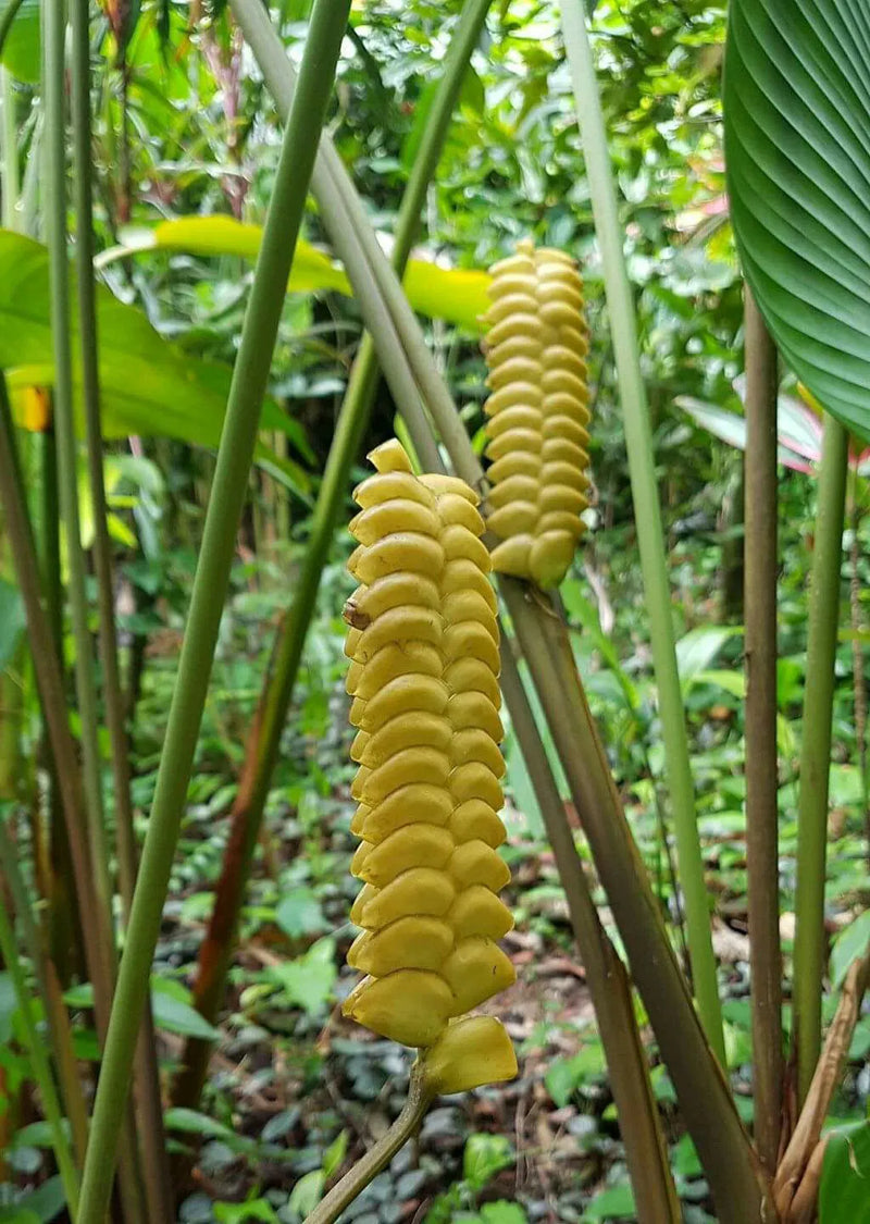 Calathea Crotalifera Seeds for Planting – Yellow Tropical Plant
