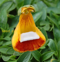 Calceolaria Uniflora Flower Seeds For Planting  Unique And Vibrant Blooms