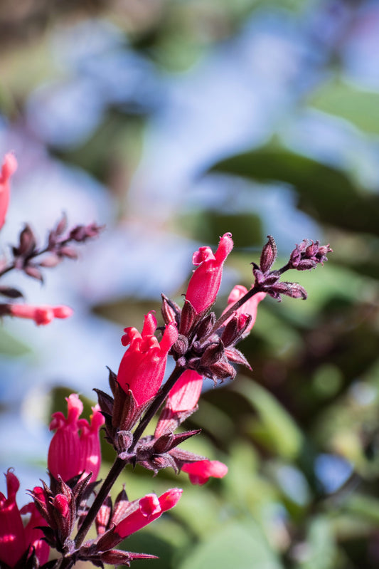 Packet of California Hummingbird Sage non-GMO seeds for planting