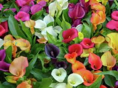100 Pcs