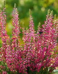 Calluna Vulgaris Flower Planting Seeds - Vibrant Perennial Garden For Your Outdoor Space