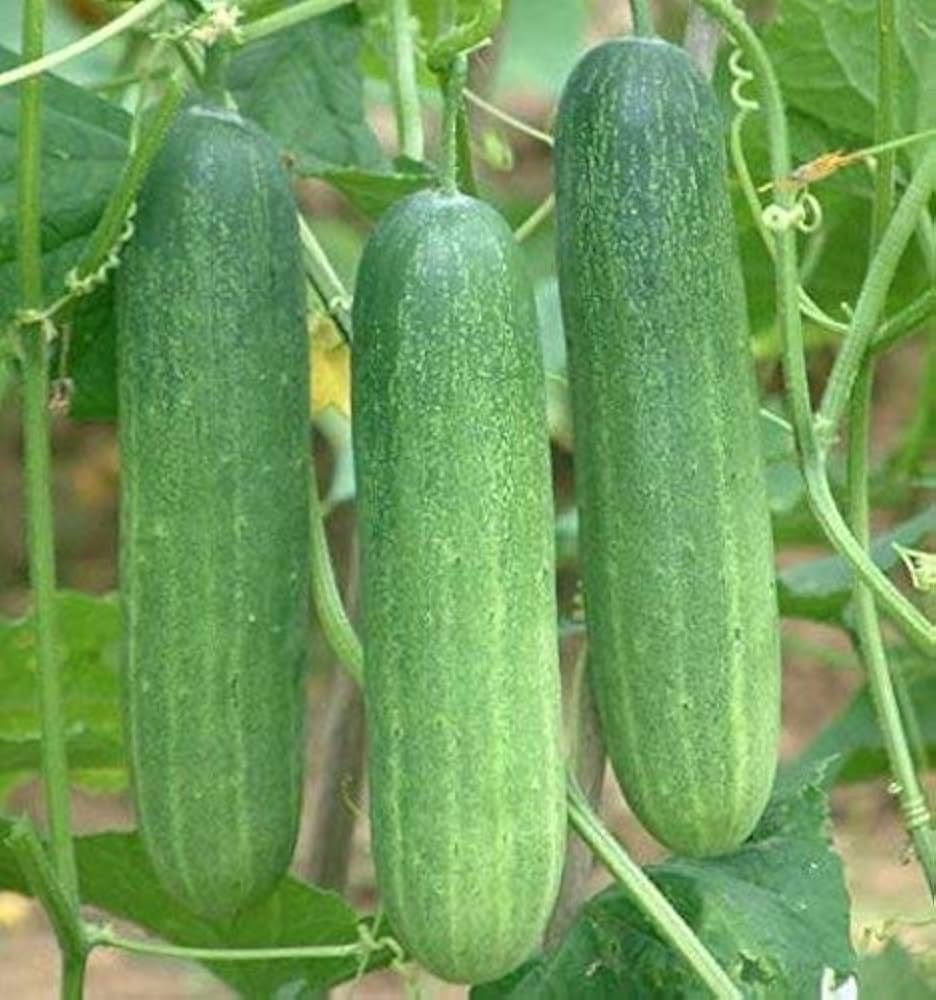 Calypso cucumber seedlings sprouting in vegetable patch