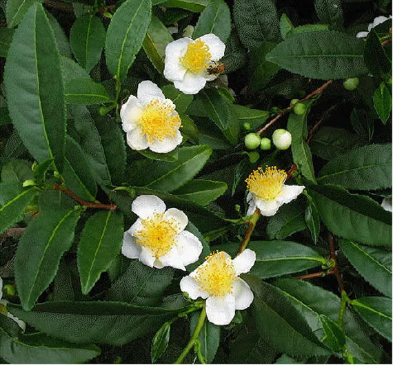 Young Camellia Sinensis Seedlings Growing Indoors