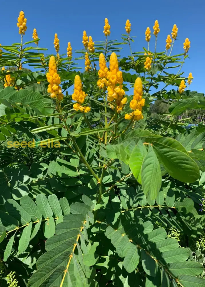 Easy to grow Yellow Candlestick seeds for containers and gardens