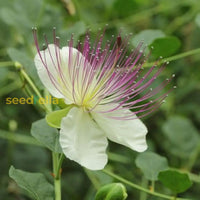 Capparis Spinosa Flower Seeds For Planting - Perennial Stunning Blooms