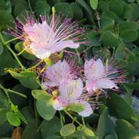 Capparis Spinosa Flower Seeds For Planting - Perennial Stunning Blooms