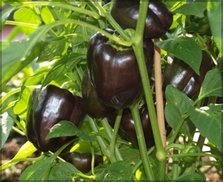 Chocolate Pepper Seeds for Easy Planting