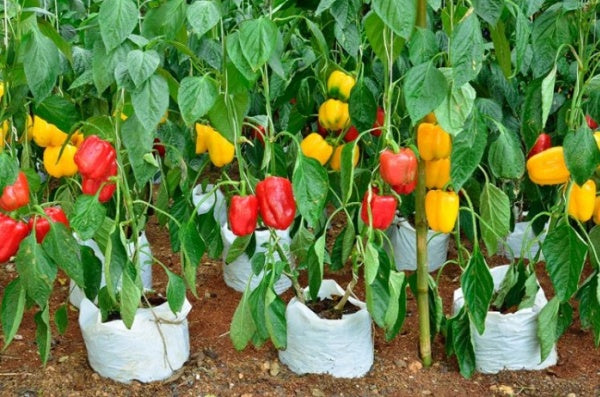 Mini Sweet Pepper seedlings sprouting from Non GMO seeds
