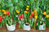 Mini Sweet Pepper seedlings sprouting from Non GMO seeds
