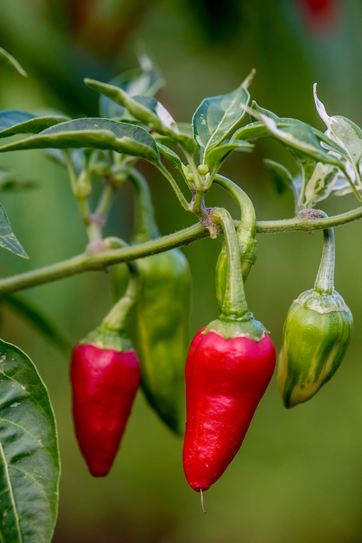 Capsicum annuum plants growing in garden