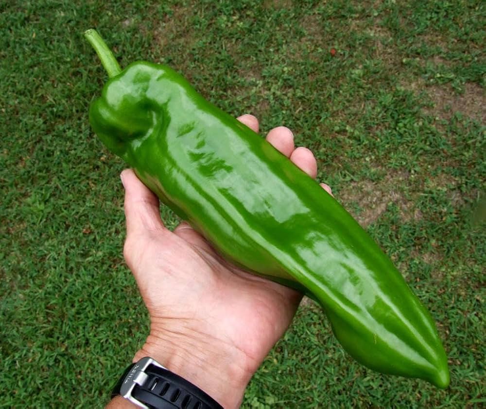 Capsicum Annuum Italian Sweet Pepper seeds
