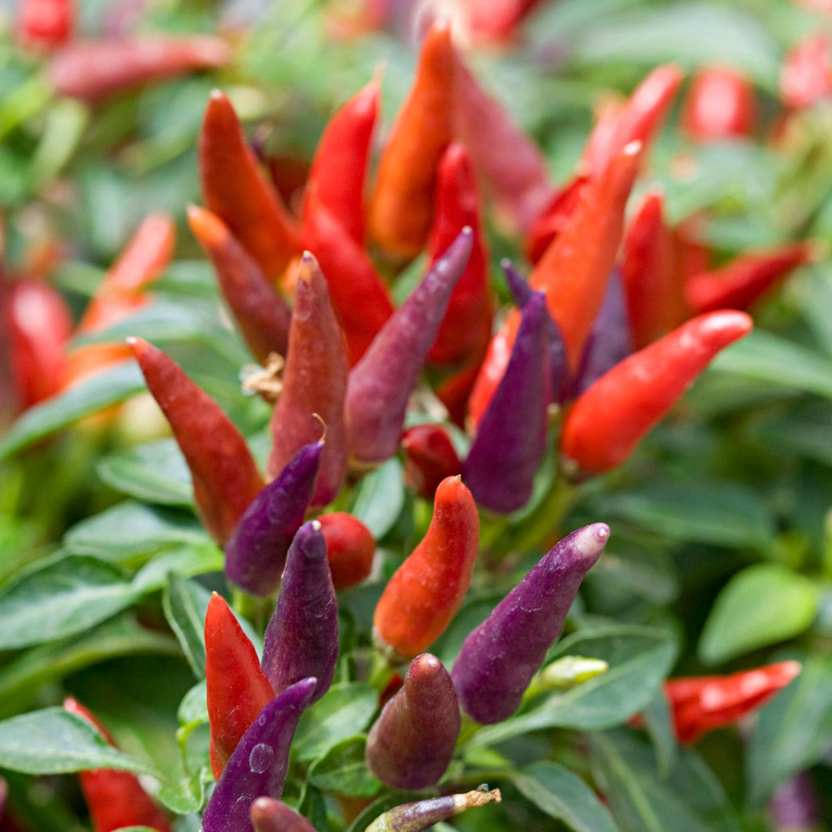 Ornamental Pepper Flower Seeds Mix, Planting