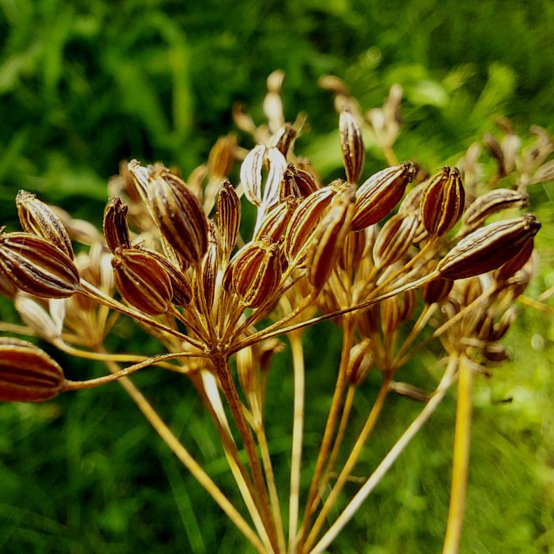 Caraway seeds producing white flowering umbels